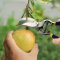Portable tool/Scissors/Hand Pruner/Gardening Shears/Trimmer Tools/Pruning Shears for Orchards/Flowers and Many Plants Cutting