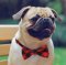 30 PCS/LOT Tie/Bow Tie/Pet Accessories/Pet Supplies/Pet christmas gift/Gadget for small dogs/cats/baby girls or boys etc