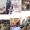 1 pairs Pet Glove/Cleaning Gloves/Cleaning Brush/Massage Brush/Pet Accessories/Care Gloves for dogs/cats/monkeys/horses etc