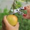 Garden Pruner/Hand Pruner/Pruning Shear/Scissor Tool/Metal Tools for Herb cutting/Flower trimming and Vegetable gardening etc